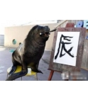 ձʨó鷨 